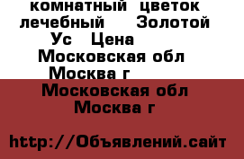 комнатный  цветок  лечебный     Золотой  Ус › Цена ­ 300 - Московская обл., Москва г.  »    . Московская обл.,Москва г.